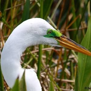 Meet your Posher, El-shaddai